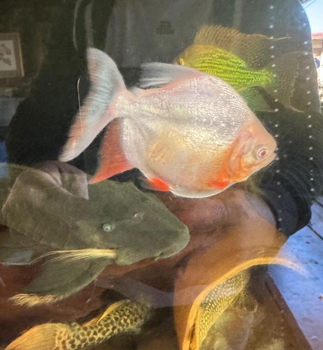 IMG_8658.jpeg IMG_8658.jpeg