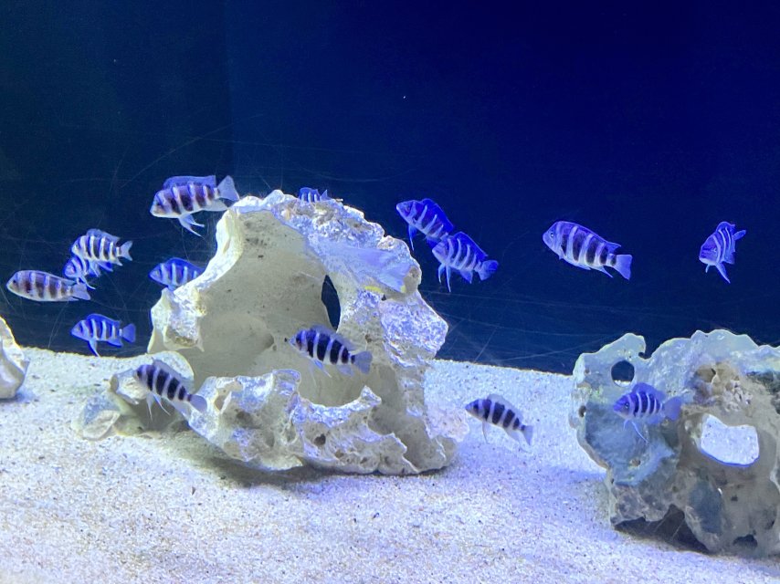 IMG_6582.jpeg IMG_6582.jpeg