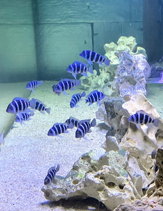 IMG_6580.jpeg IMG_6580.jpeg