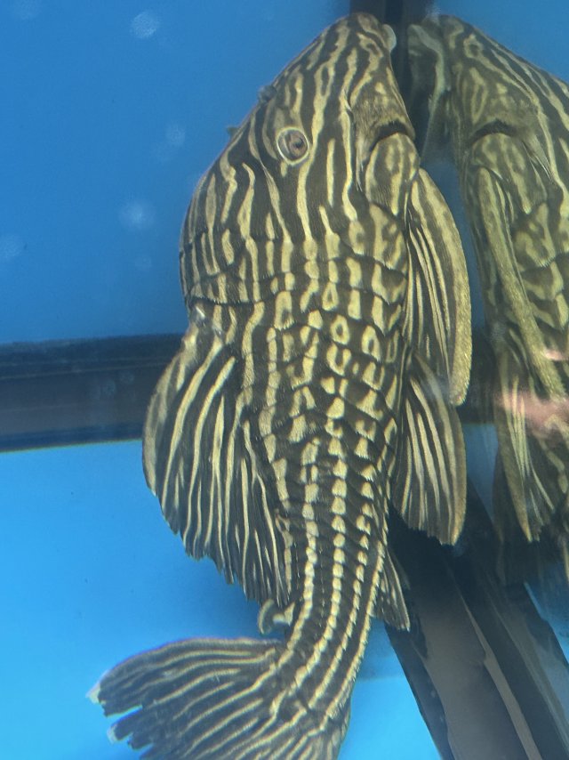 IMG_0053.jpeg IMG_0053.jpeg