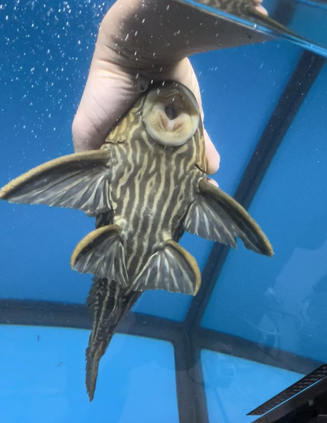 IMG_0058.jpeg IMG_0058.jpeg