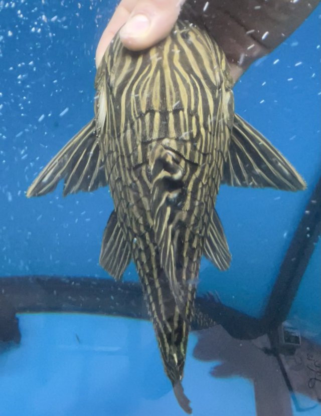 IMG_0060.jpeg IMG_0060.jpeg