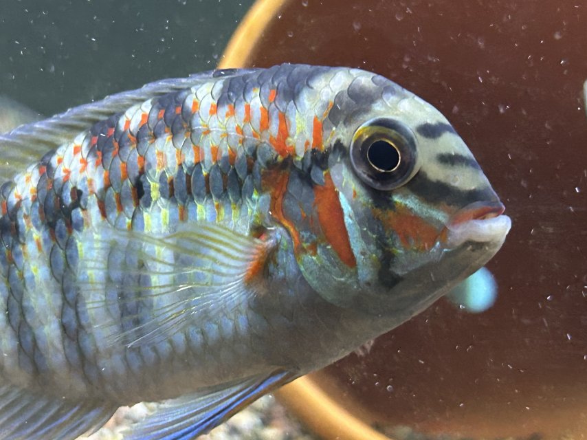 IMG_2125.jpeg IMG_2125.jpeg