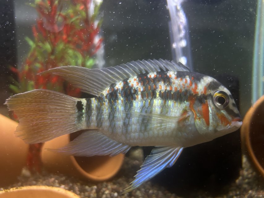 IMG_1800.jpeg IMG_1800.jpeg