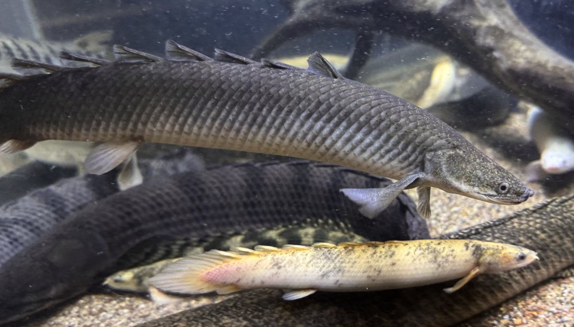 IMG_8243.jpeg IMG_8243.jpeg