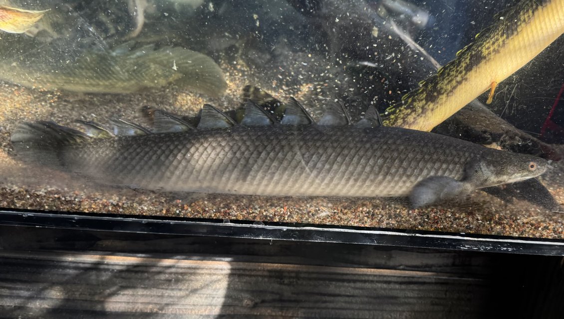 IMG_6339.jpeg IMG_6339.jpeg