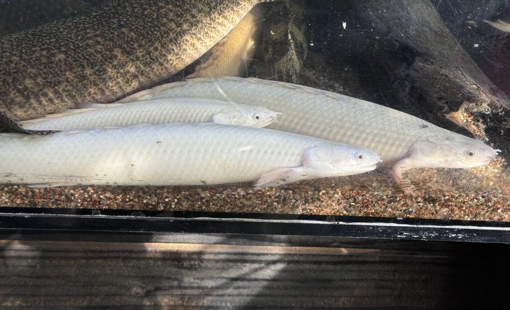 IMG_6351.jpeg IMG_6351.jpeg