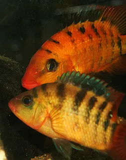 1765710640989.png 1765710640989.png