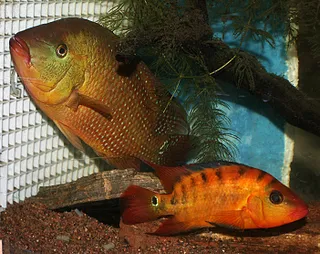 1765710667864.png 1765710667864.png