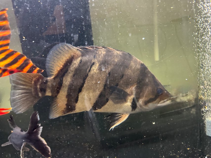 IMG_0595.jpeg IMG_0595.jpeg