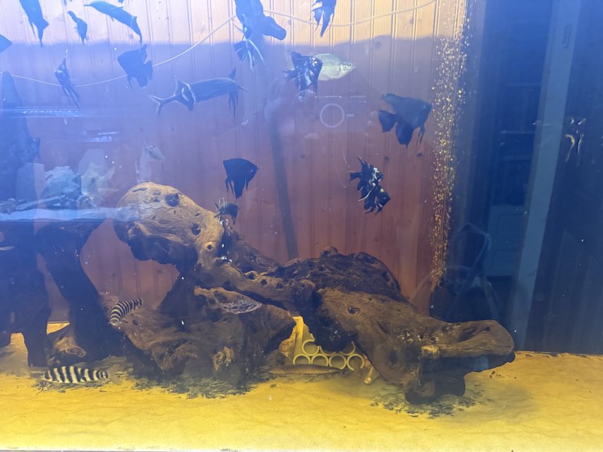 300gallon4.JPG 300gallon4.JPG