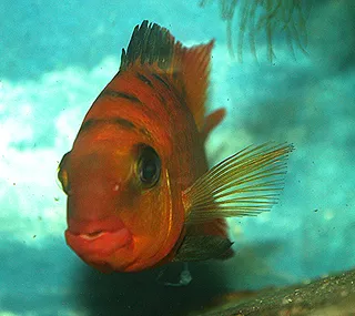 1765741553210.png 1765741553210.png