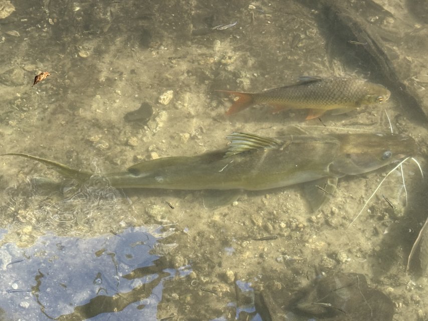 IMG_9339.JPG IMG_9339.JPG