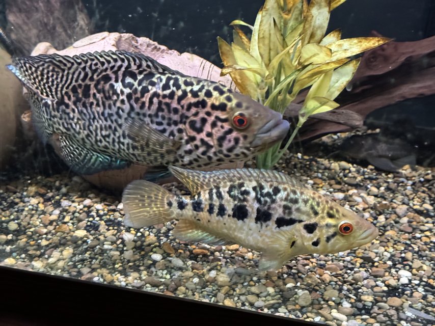 IMG_4801.jpeg IMG_4801.jpeg