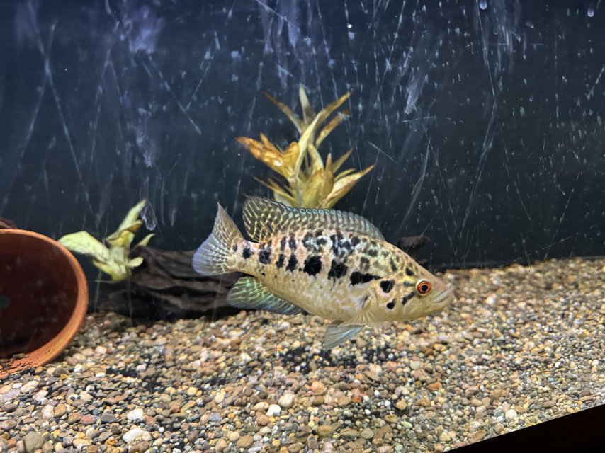 IMG_4795.jpeg IMG_4795.jpeg