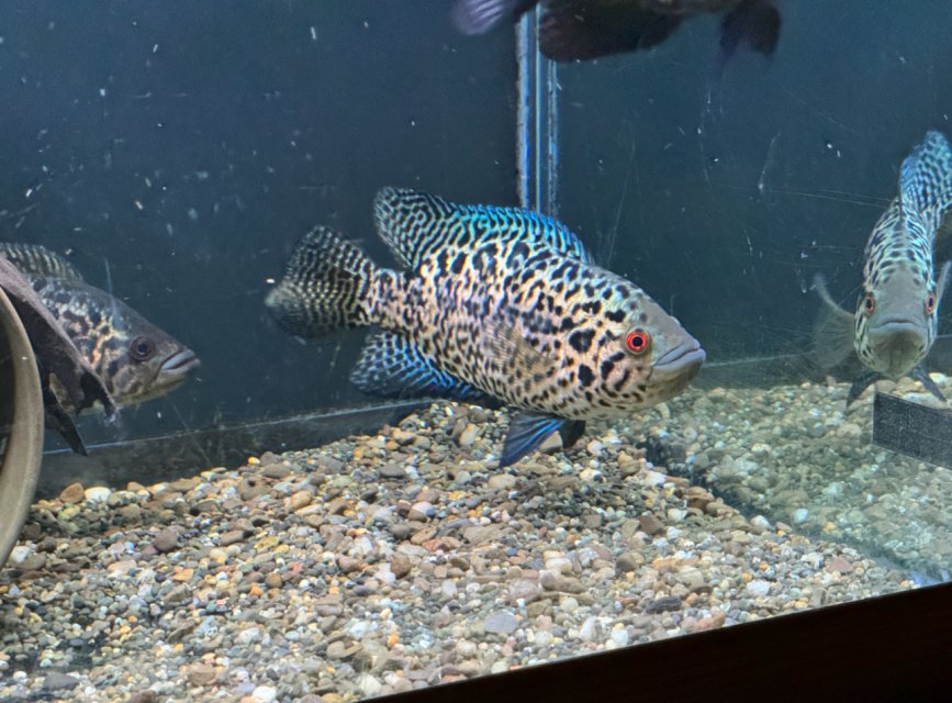 IMG_3938.jpeg IMG_3938.jpeg