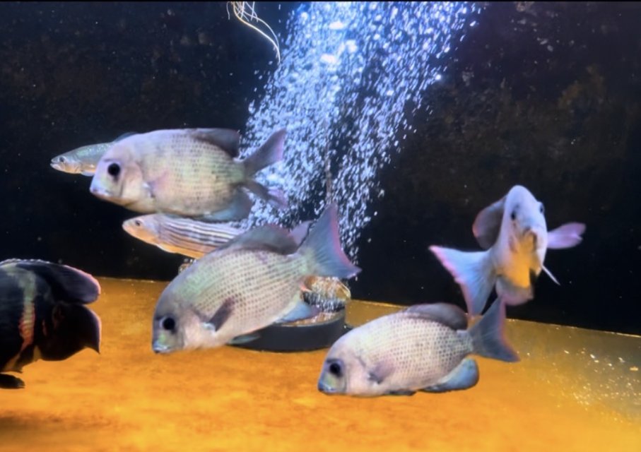 IMG_6724.jpeg IMG_6724.jpeg