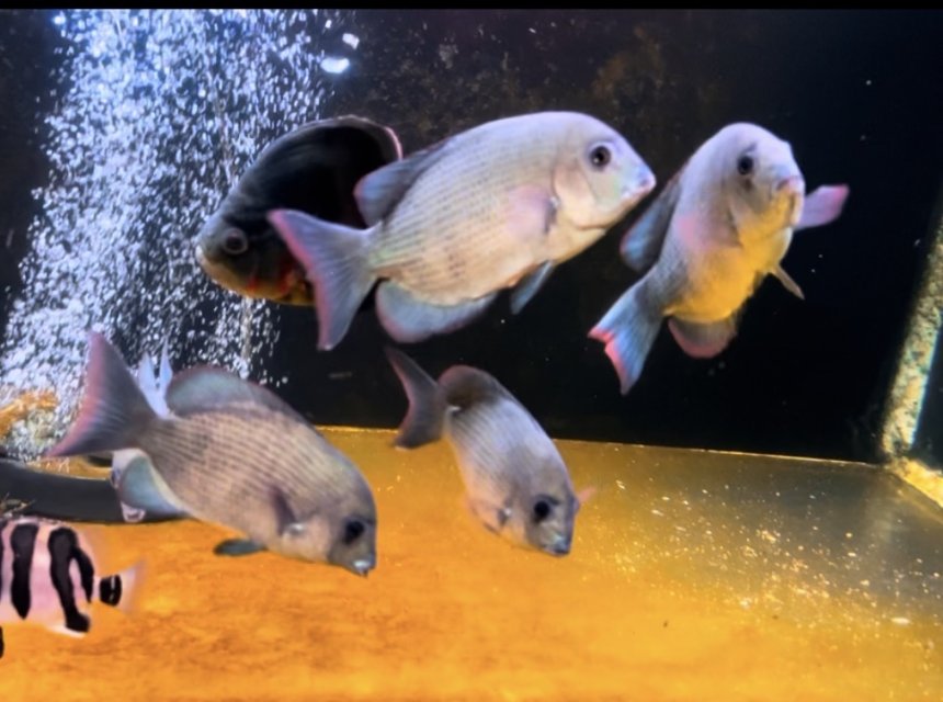 IMG_6726.jpeg IMG_6726.jpeg