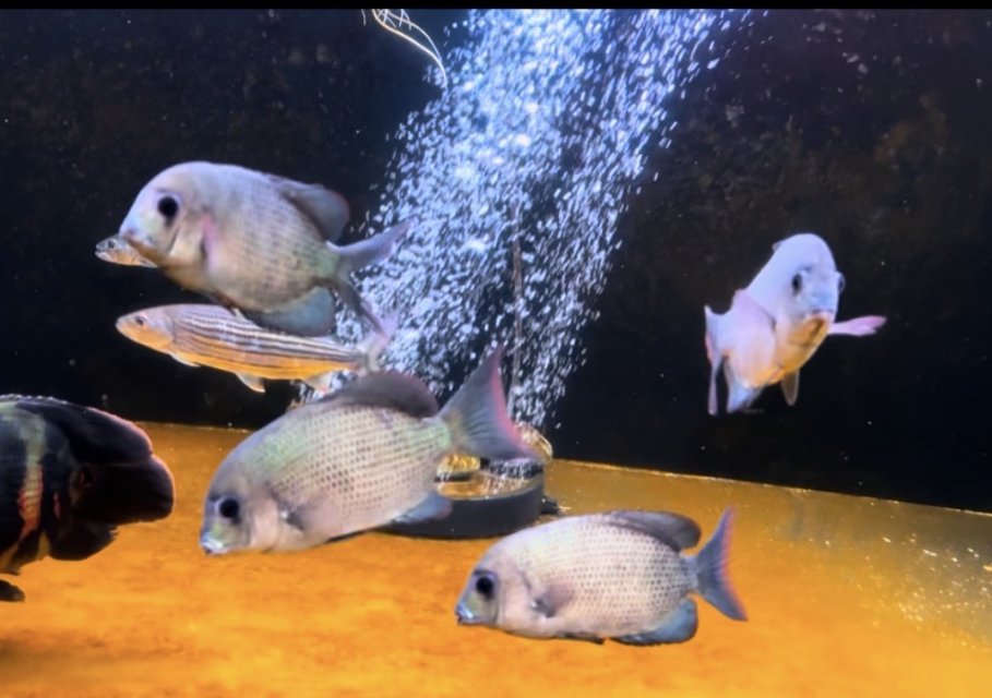 IMG_6727.jpeg IMG_6727.jpeg