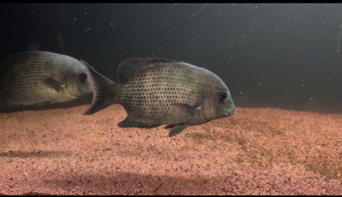 IMG_6738.jpeg IMG_6738.jpeg