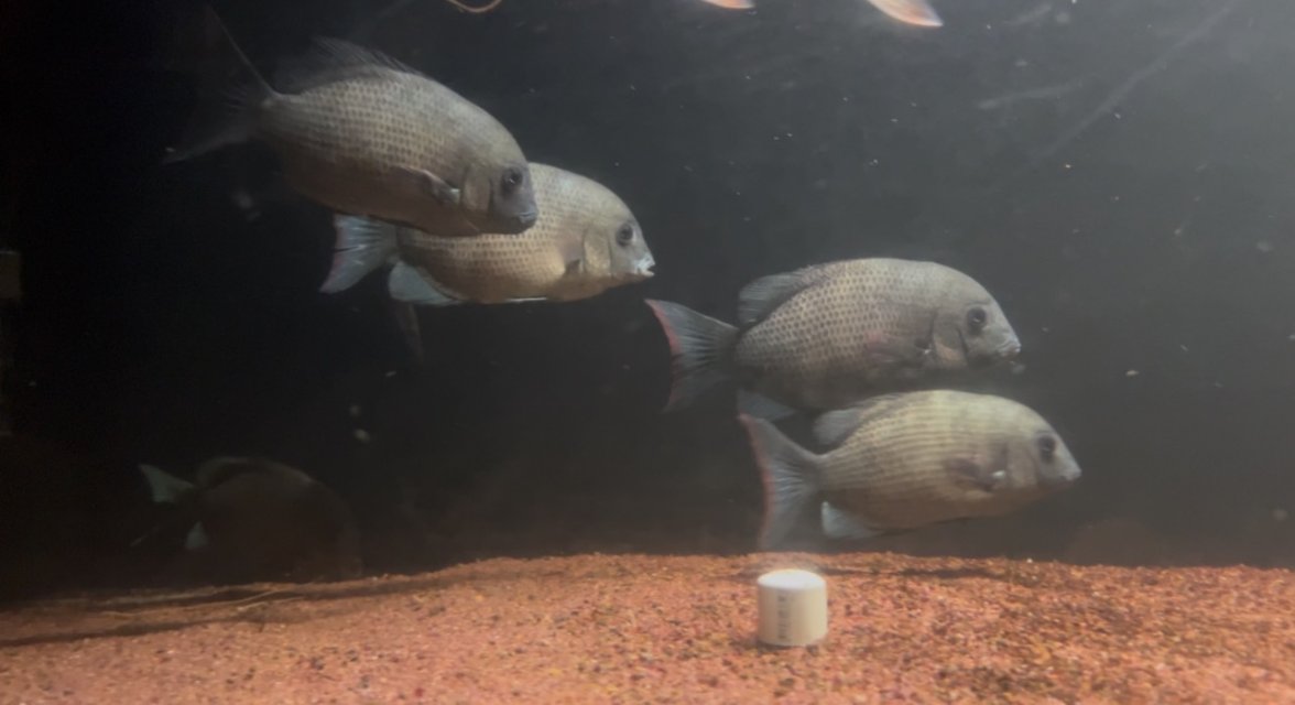 IMG_6740.jpeg IMG_6740.jpeg