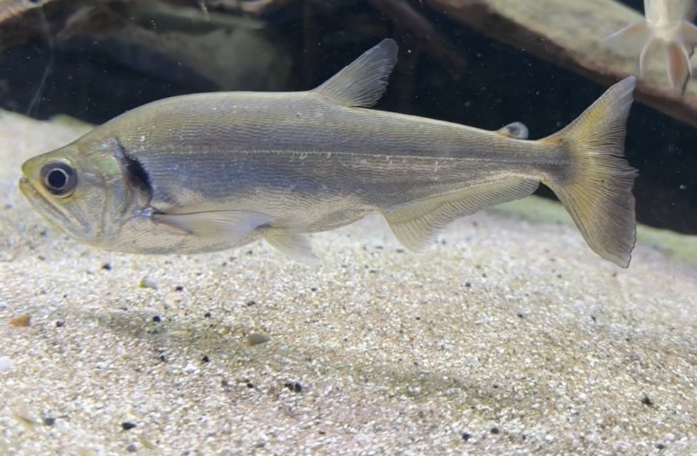 tat 1.jpeg tat 1.jpeg