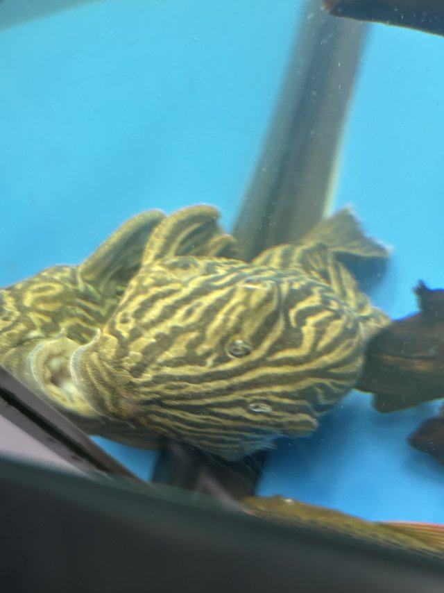 IMG_0098.jpeg IMG_0098.jpeg