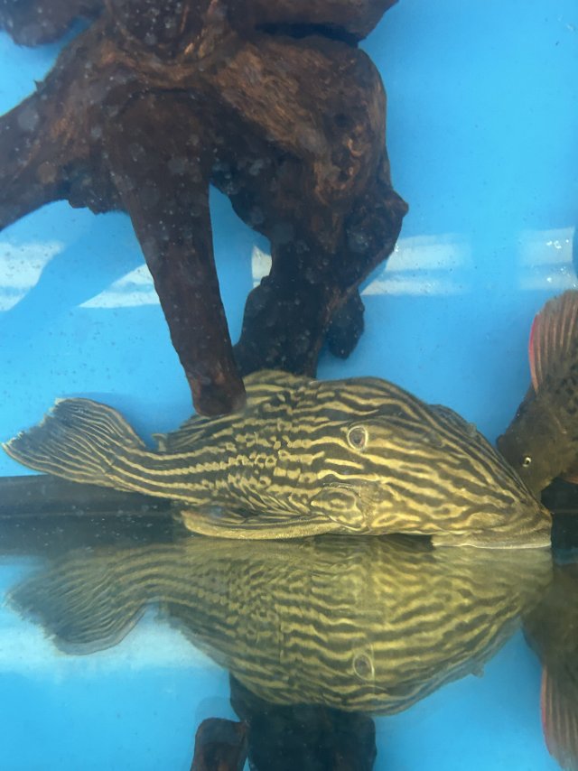 IMG_0097.jpeg IMG_0097.jpeg