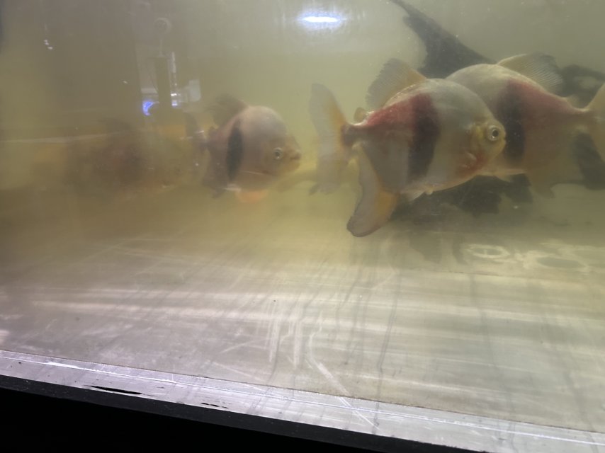 IMG_1582.jpeg IMG_1582.jpeg