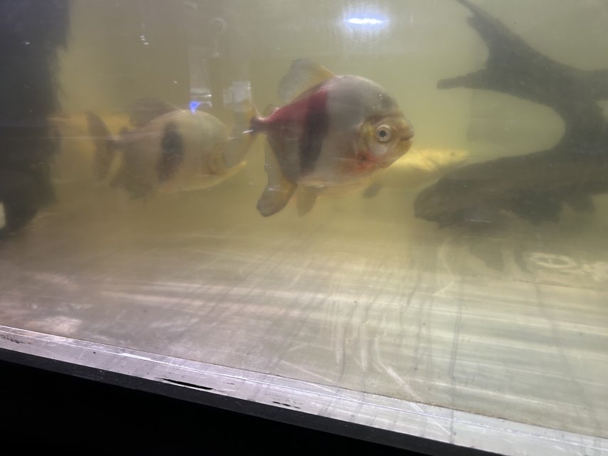 IMG_1581.jpeg IMG_1581.jpeg