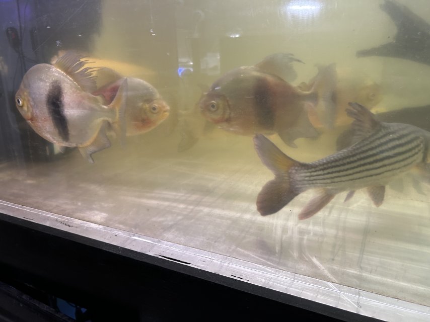 IMG_1580.jpeg IMG_1580.jpeg