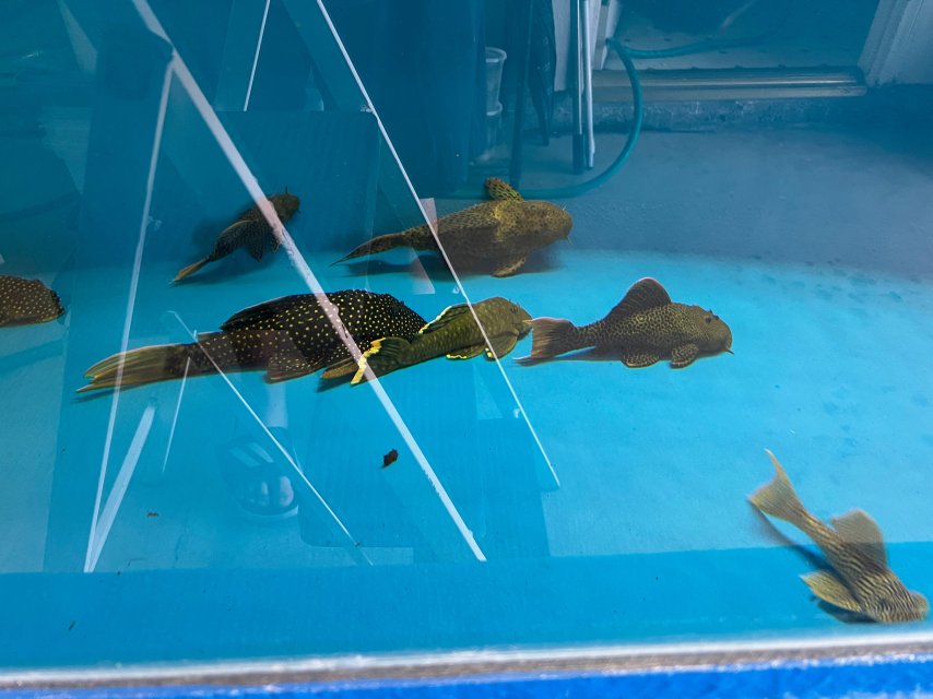 IMG_3527.jpeg IMG_3527.jpeg