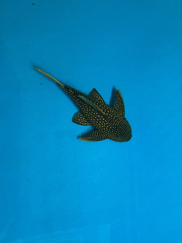 IMG_3532.jpeg IMG_3532.jpeg