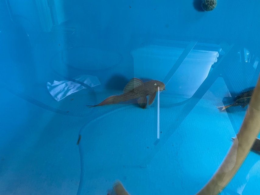 IMG_3531.jpeg IMG_3531.jpeg