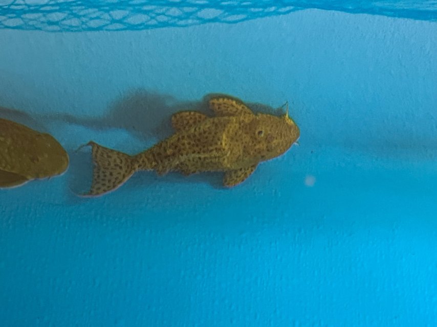 IMG_3541.jpeg IMG_3541.jpeg