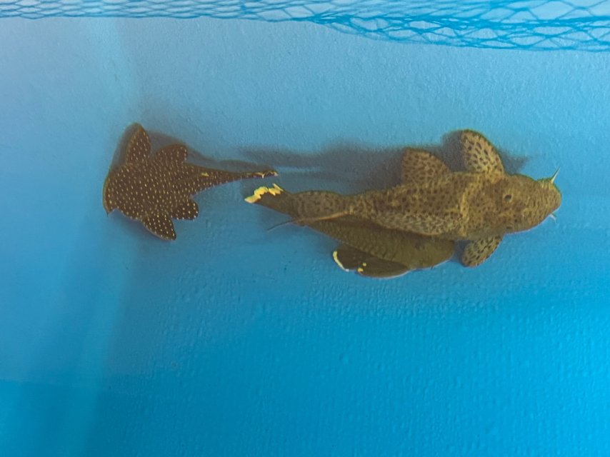 IMG_3538.jpeg IMG_3538.jpeg