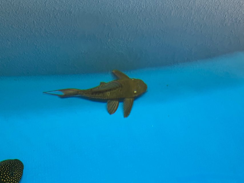 IMG_3537.jpeg IMG_3537.jpeg