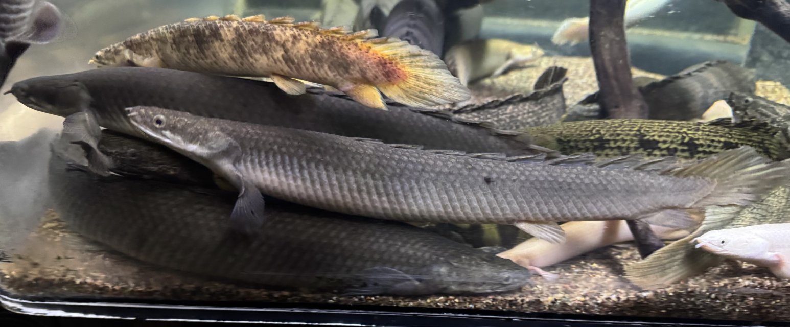 IMG_9274.jpeg IMG_9274.jpeg