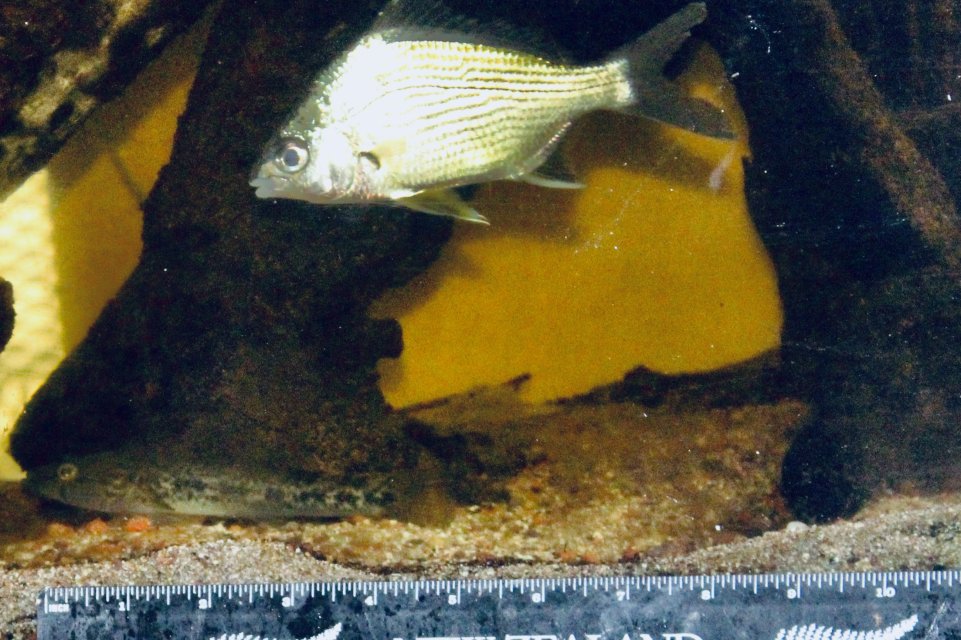 IMG_0484.jpeg IMG_0484.jpeg