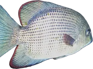 1766077834011.png 1766077834011.png