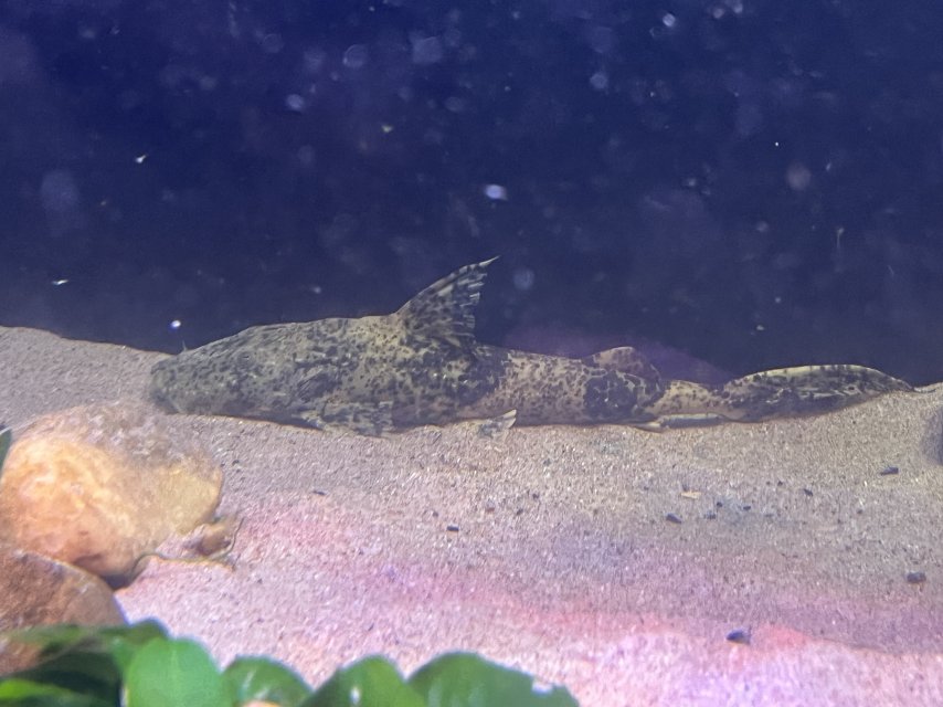 IMG_1539.jpeg IMG_1539.jpeg