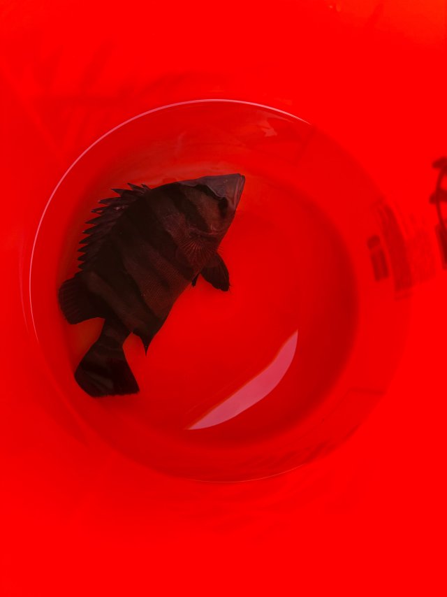 IMG_2586.jpeg IMG_2586.jpeg