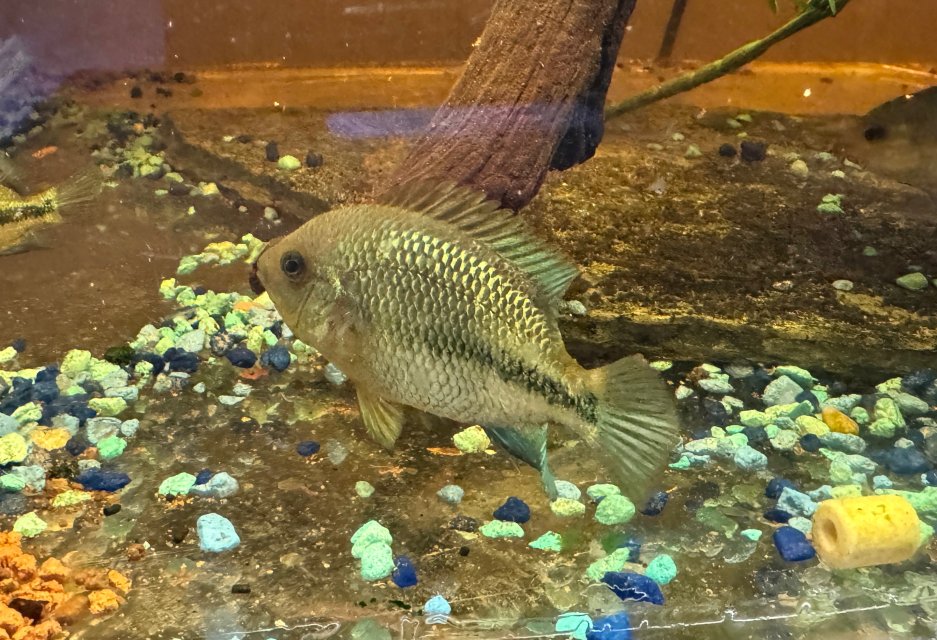 IMG_0288.jpeg IMG_0288.jpeg