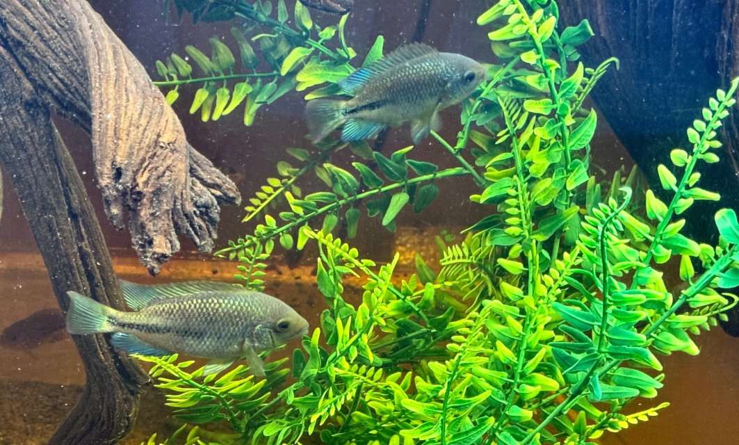 IMG_0290.jpeg IMG_0290.jpeg