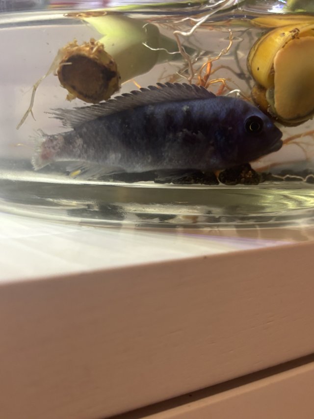 IMG_5350.jpeg IMG_5350.jpeg