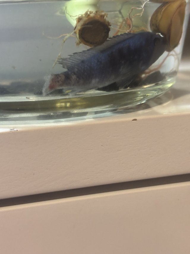 IMG_5349.jpeg IMG_5349.jpeg