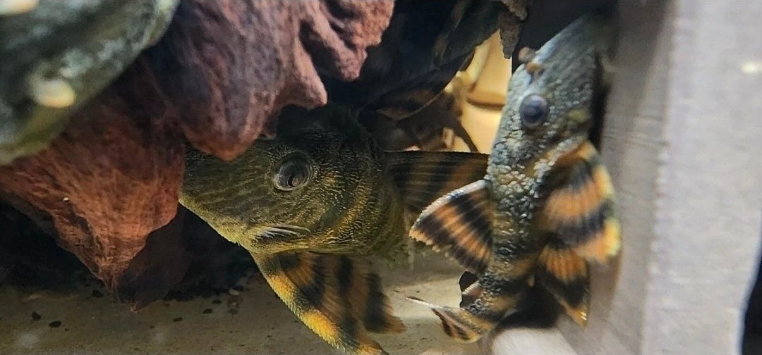 1000057463.jpg 1000057463.jpg