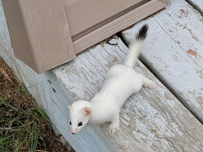 ermine 1.jpg