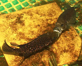 1766578512414.png 1766578512414.png