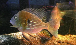 1766669432664.png 1766669432664.png